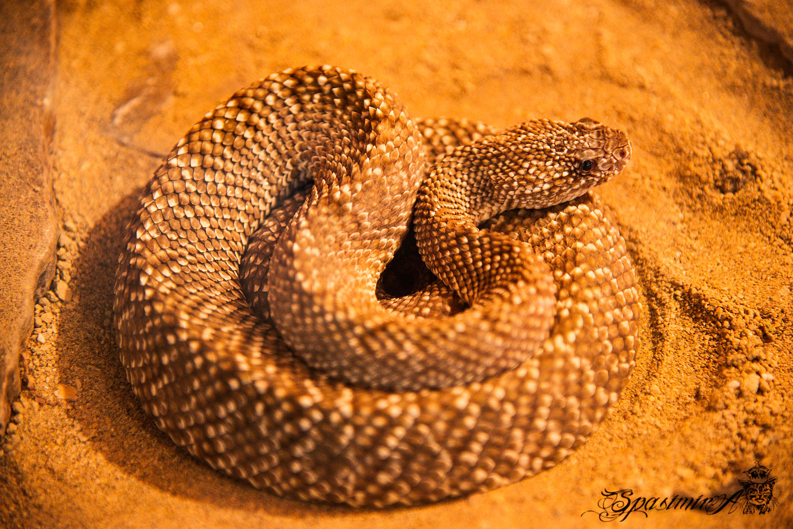 Image from ANIMALS album