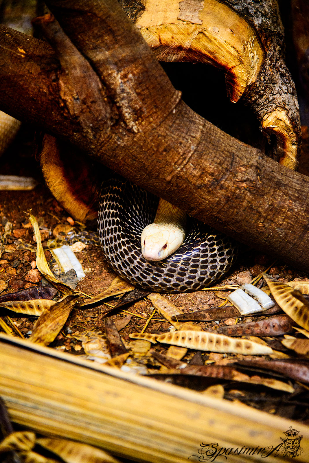 Image from ANIMALS album