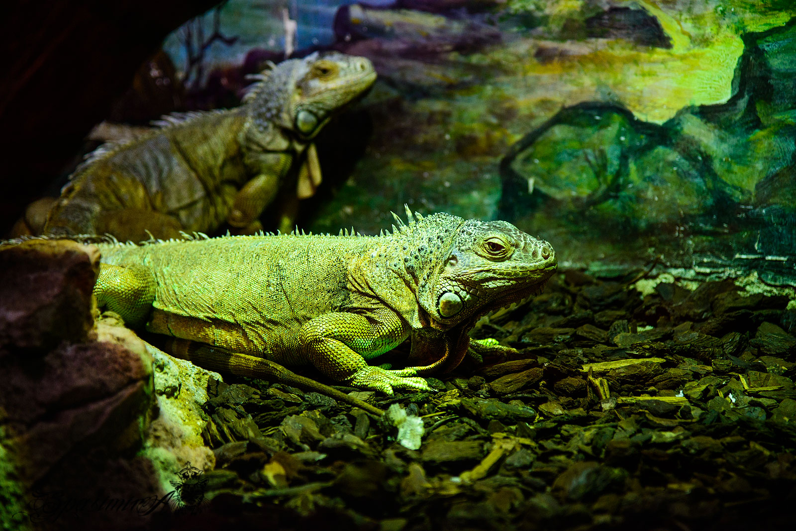 Image from ANIMALS album