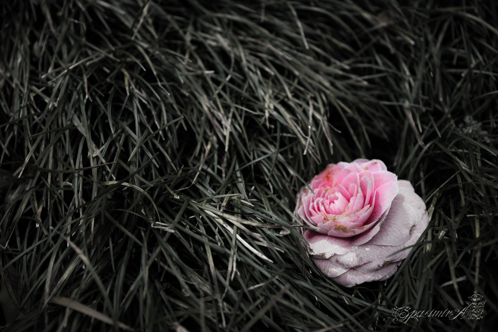 Image from STILL-LIFE album