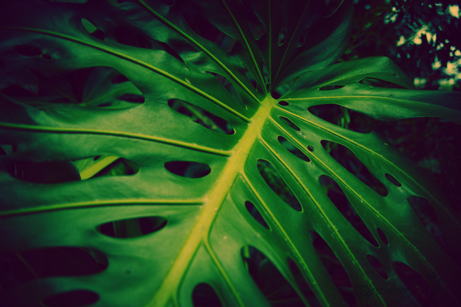 Image from WORLD album