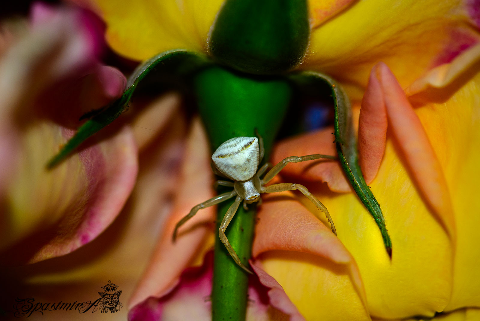 Image from MACRO album