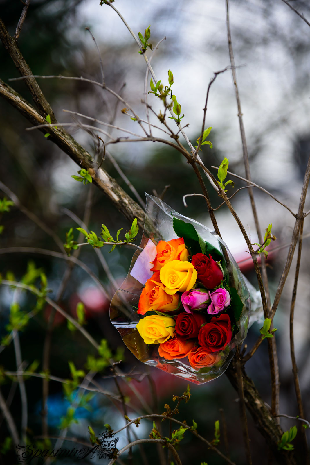 Image from STILL-LIFE album