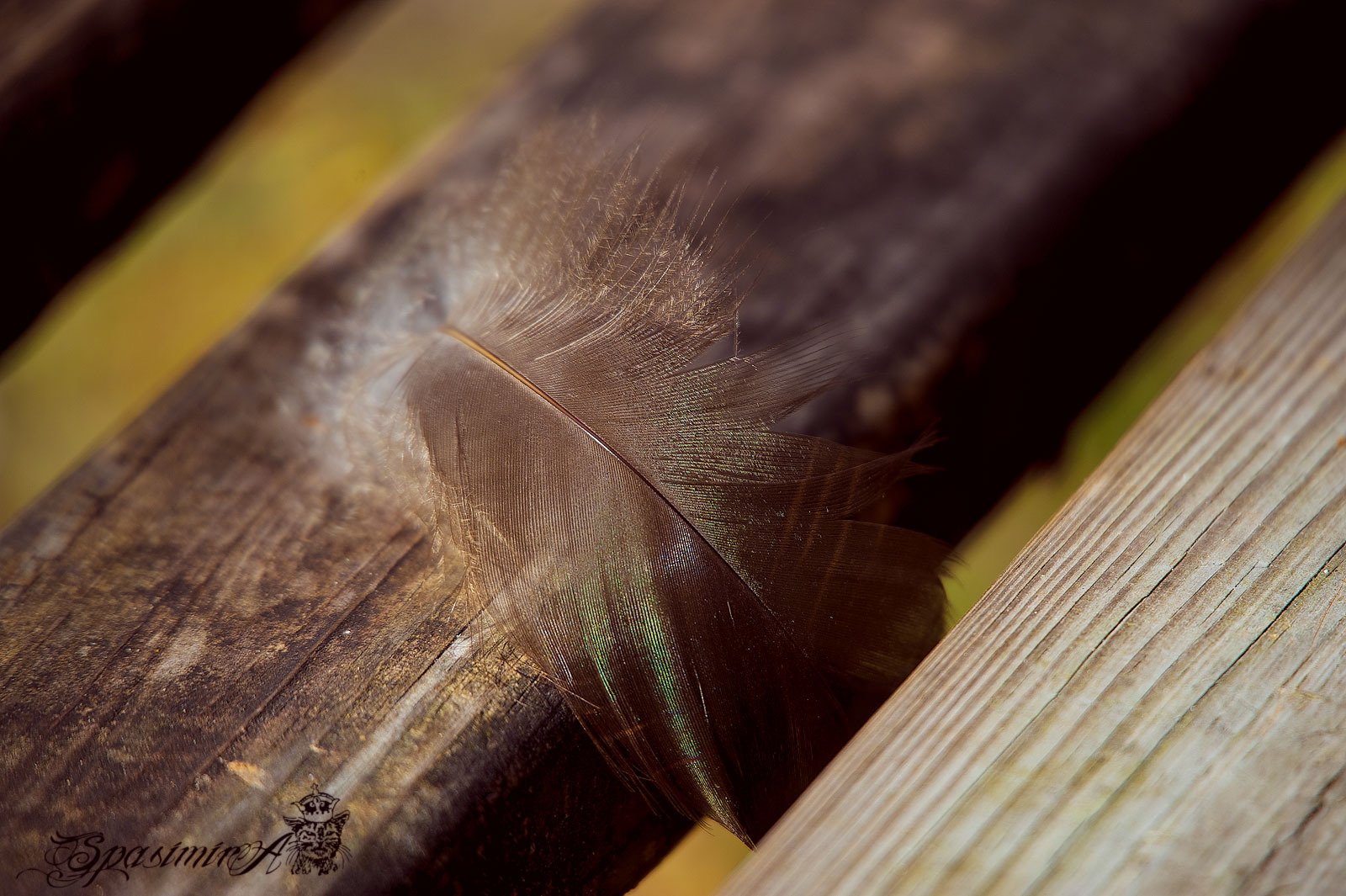 Image from STILL-LIFE album