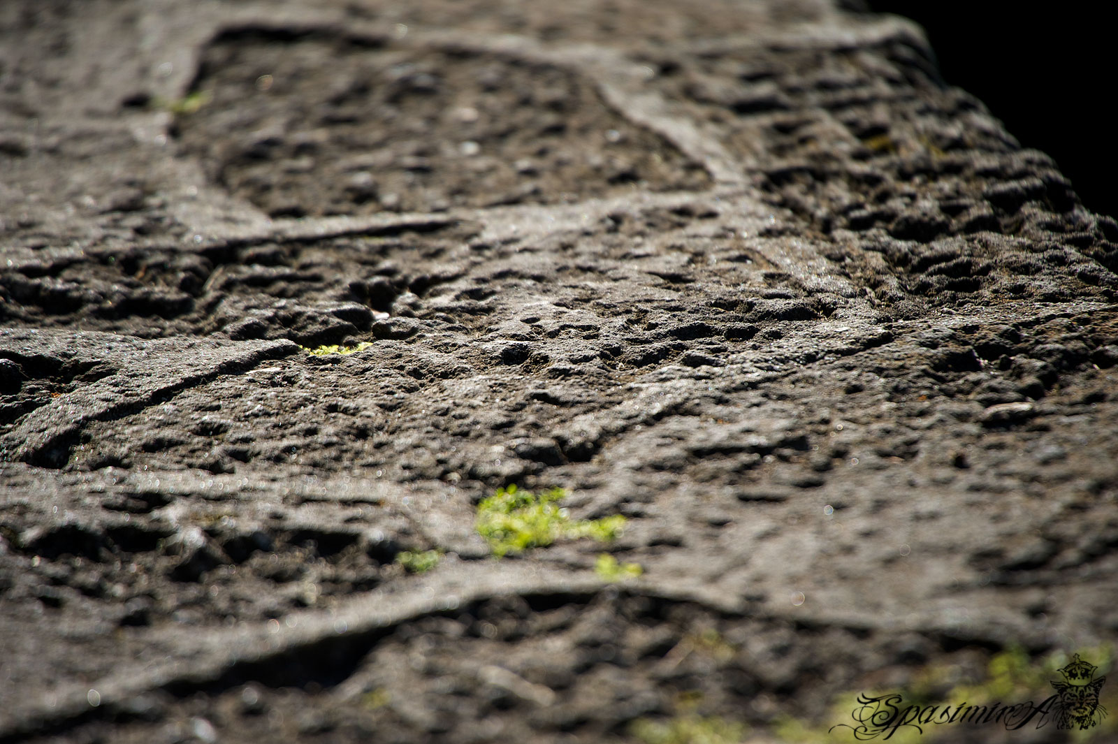 Image from STILL-LIFE album