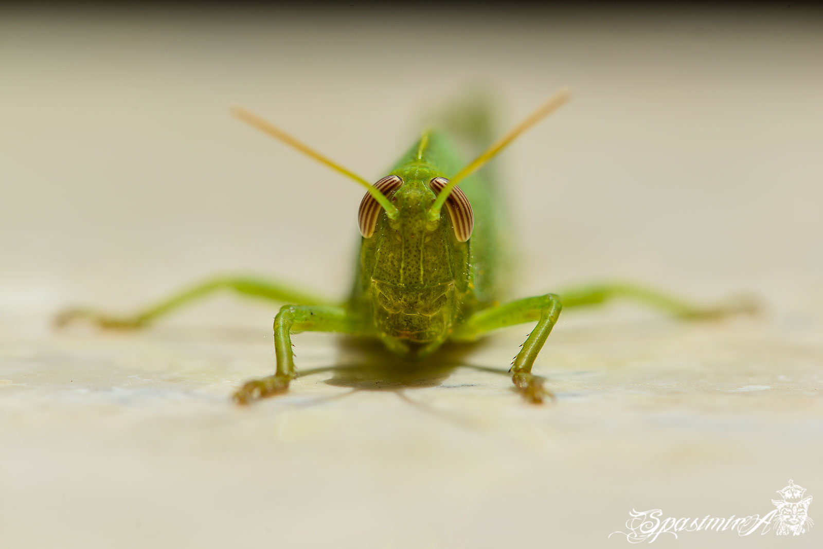 Image from MACRO album