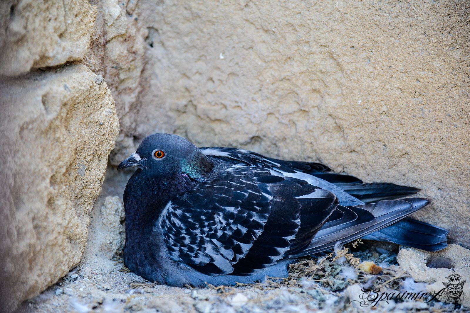 Image from ANIMALS album