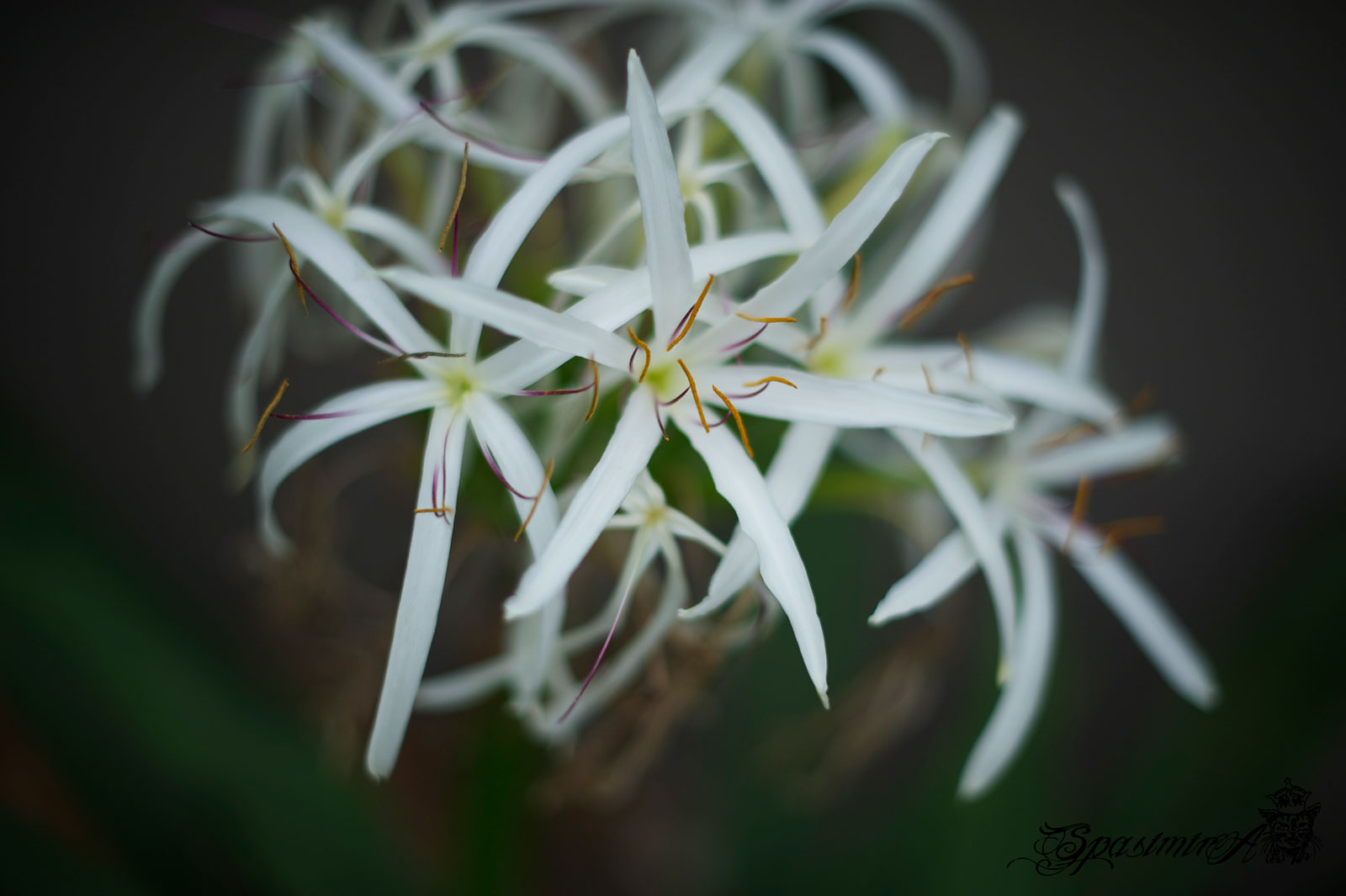 Image from MACRO album