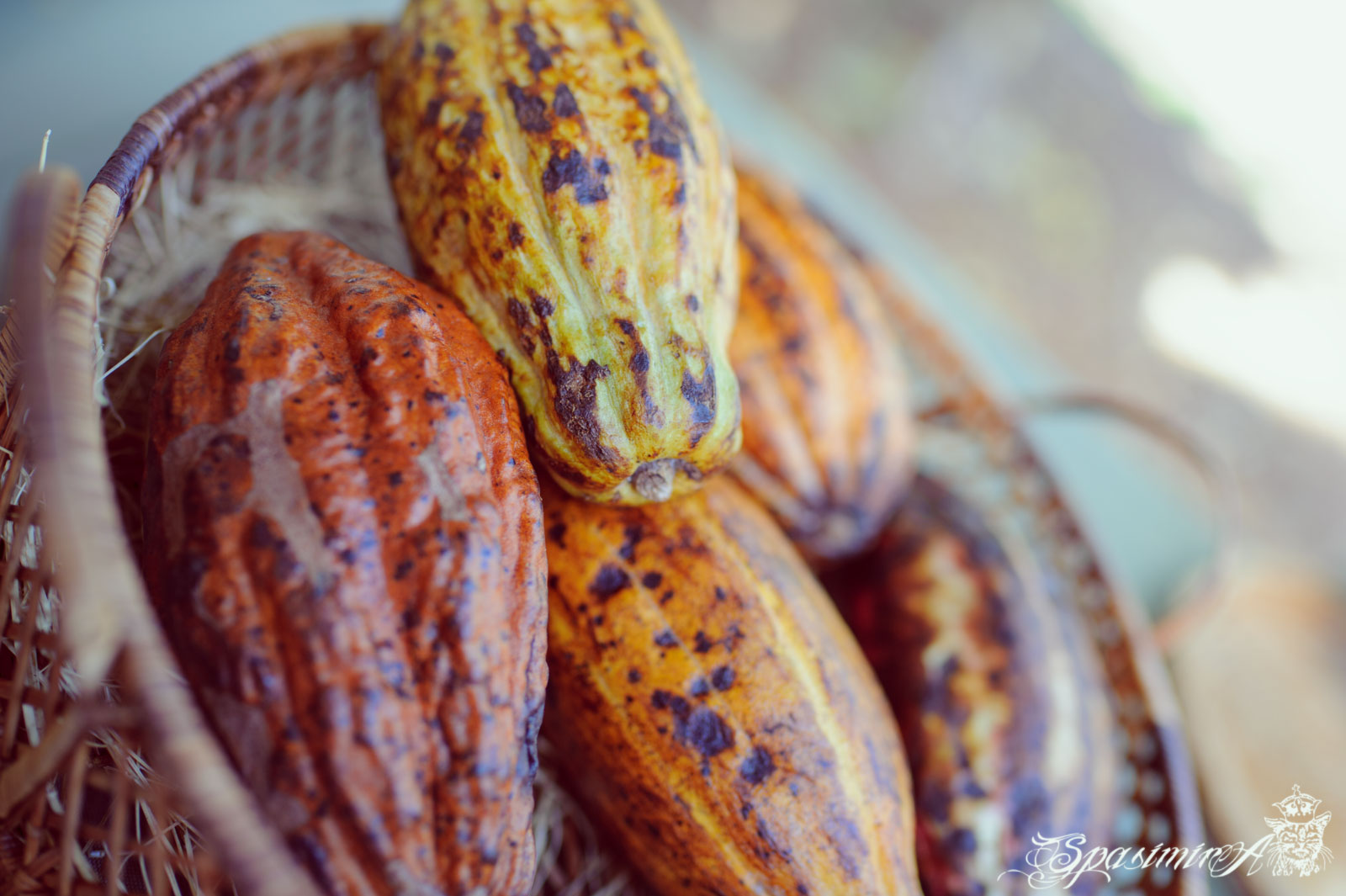 Image from STILL-LIFE album