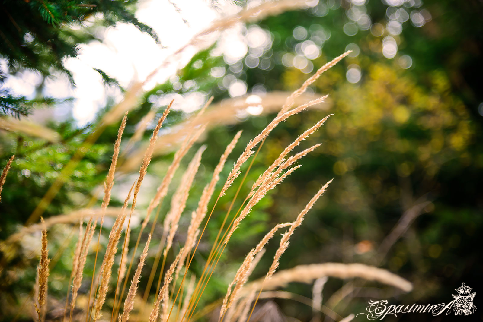 Image from WORLD album