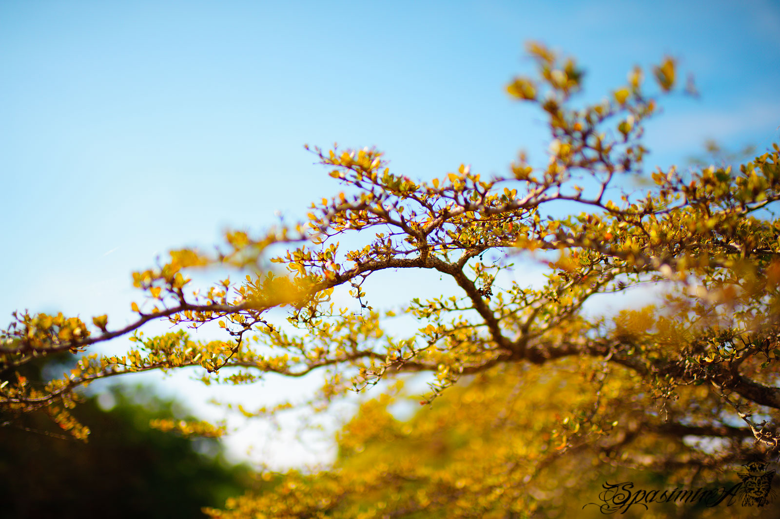 Image from WORLD album