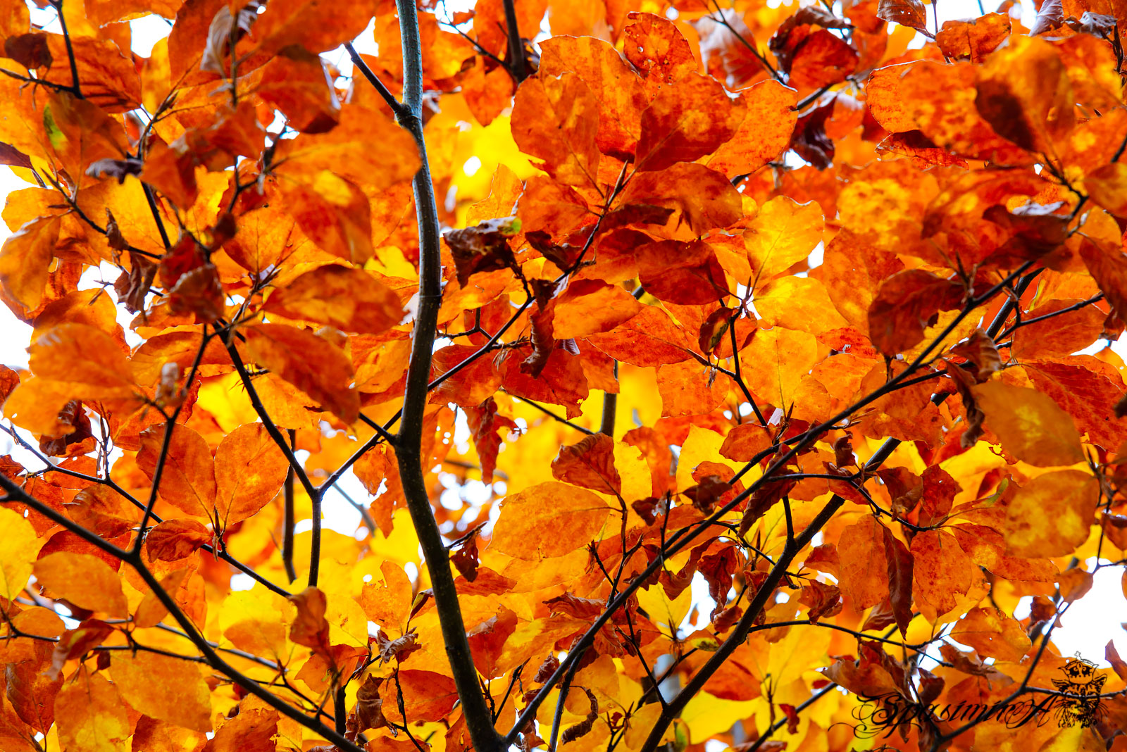 Image from WORLD album