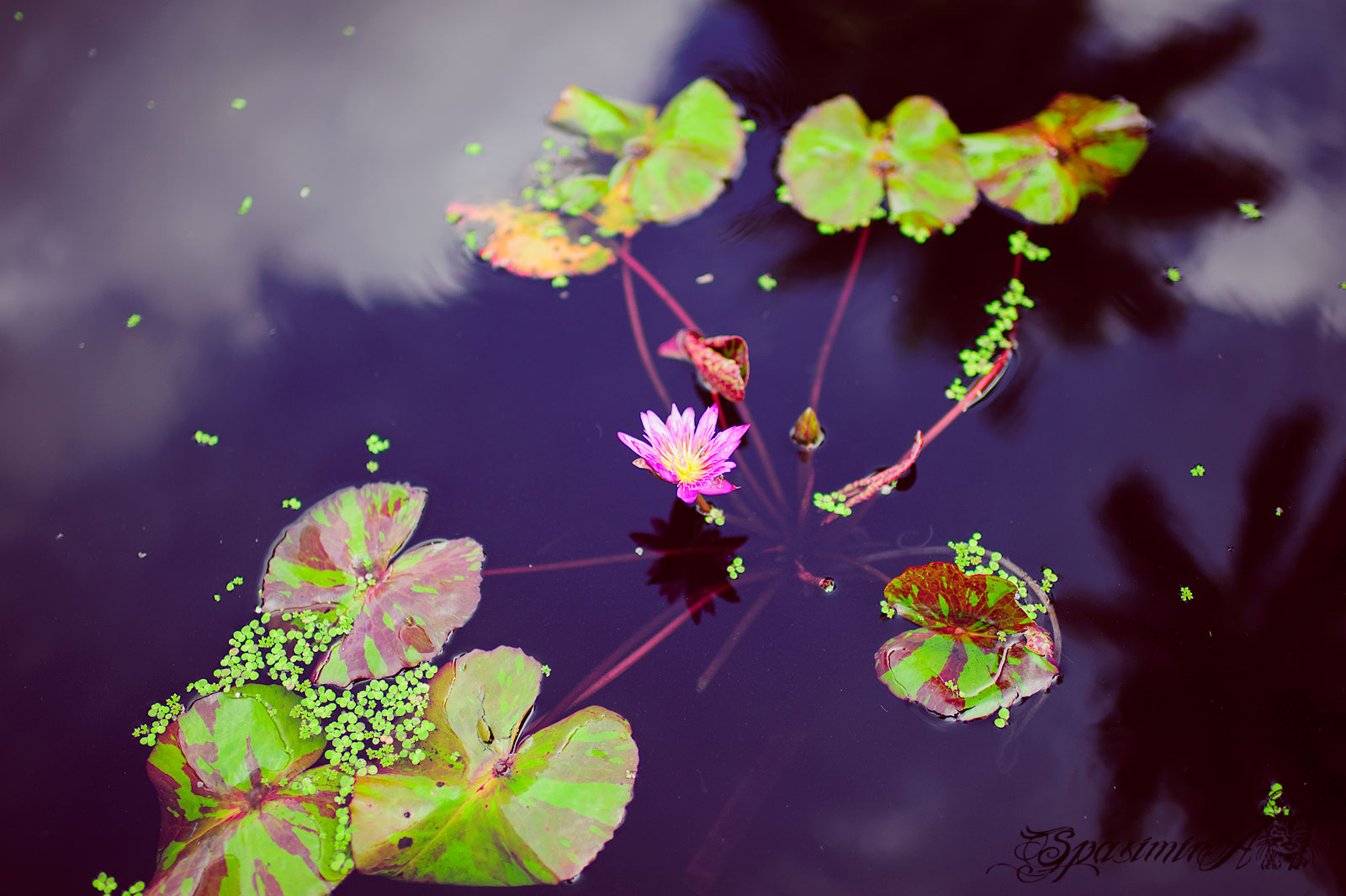 Image from WORLD album