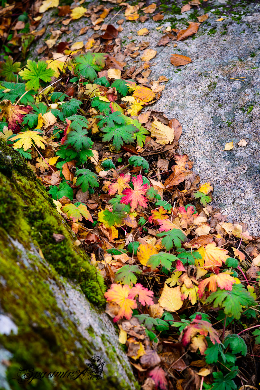 Image from WORLD album