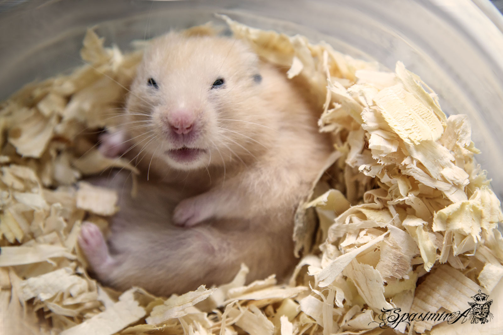 Image from ANIMALS album