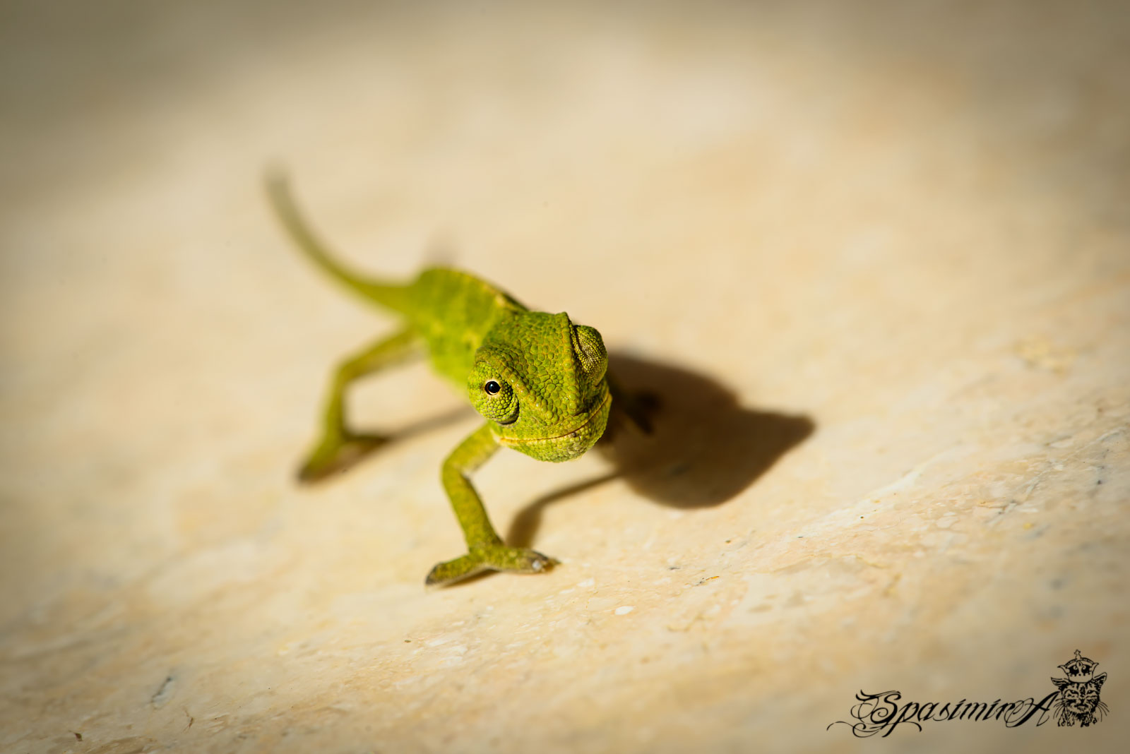 Image from MACRO album