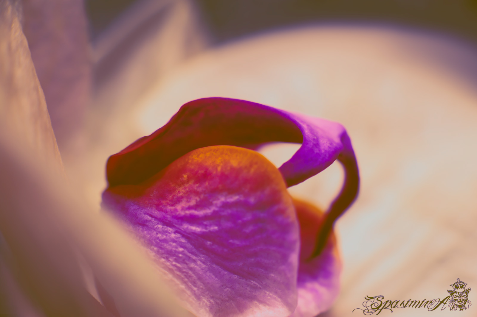 Image from MACRO album