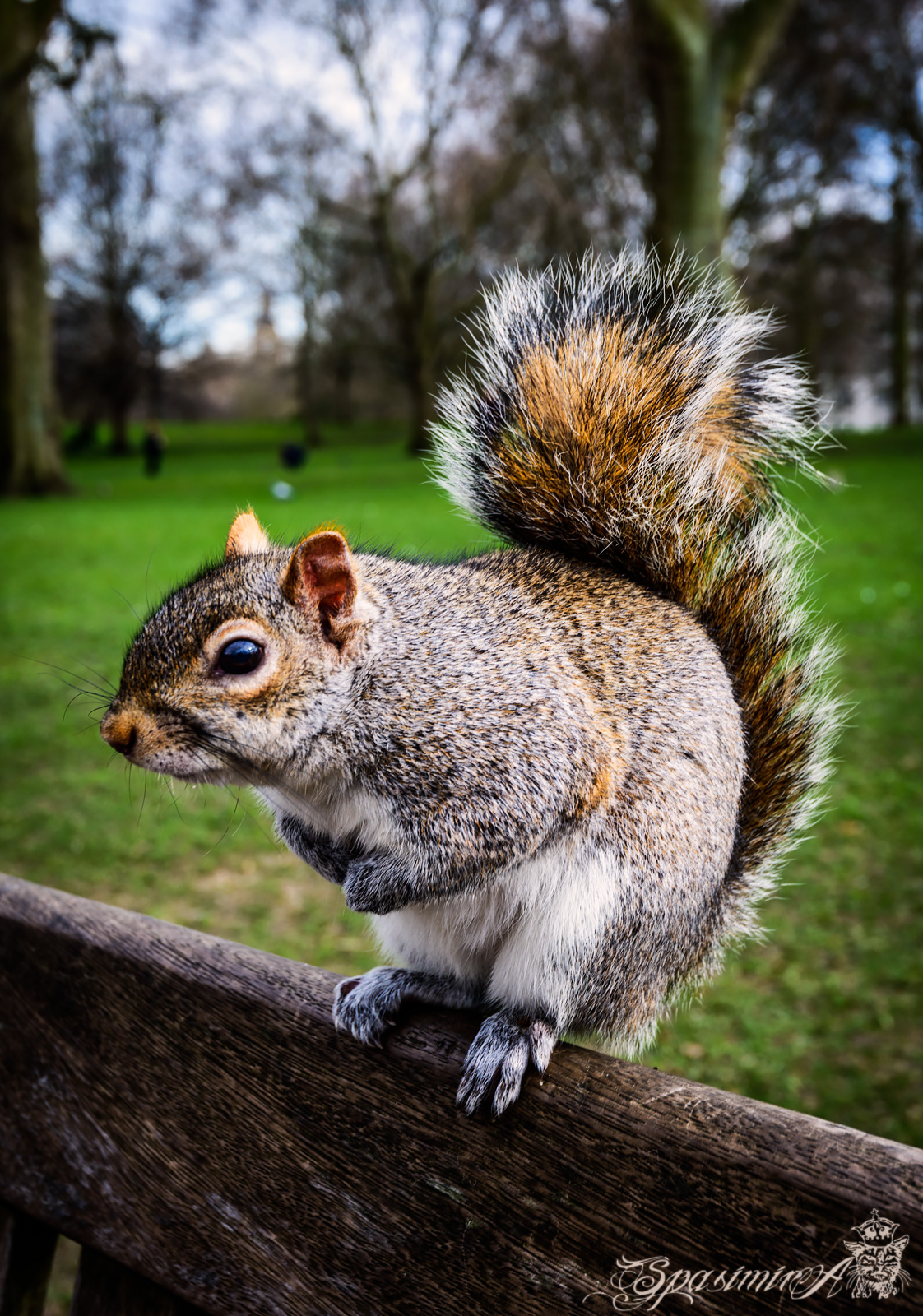 Image from ANIMALS album