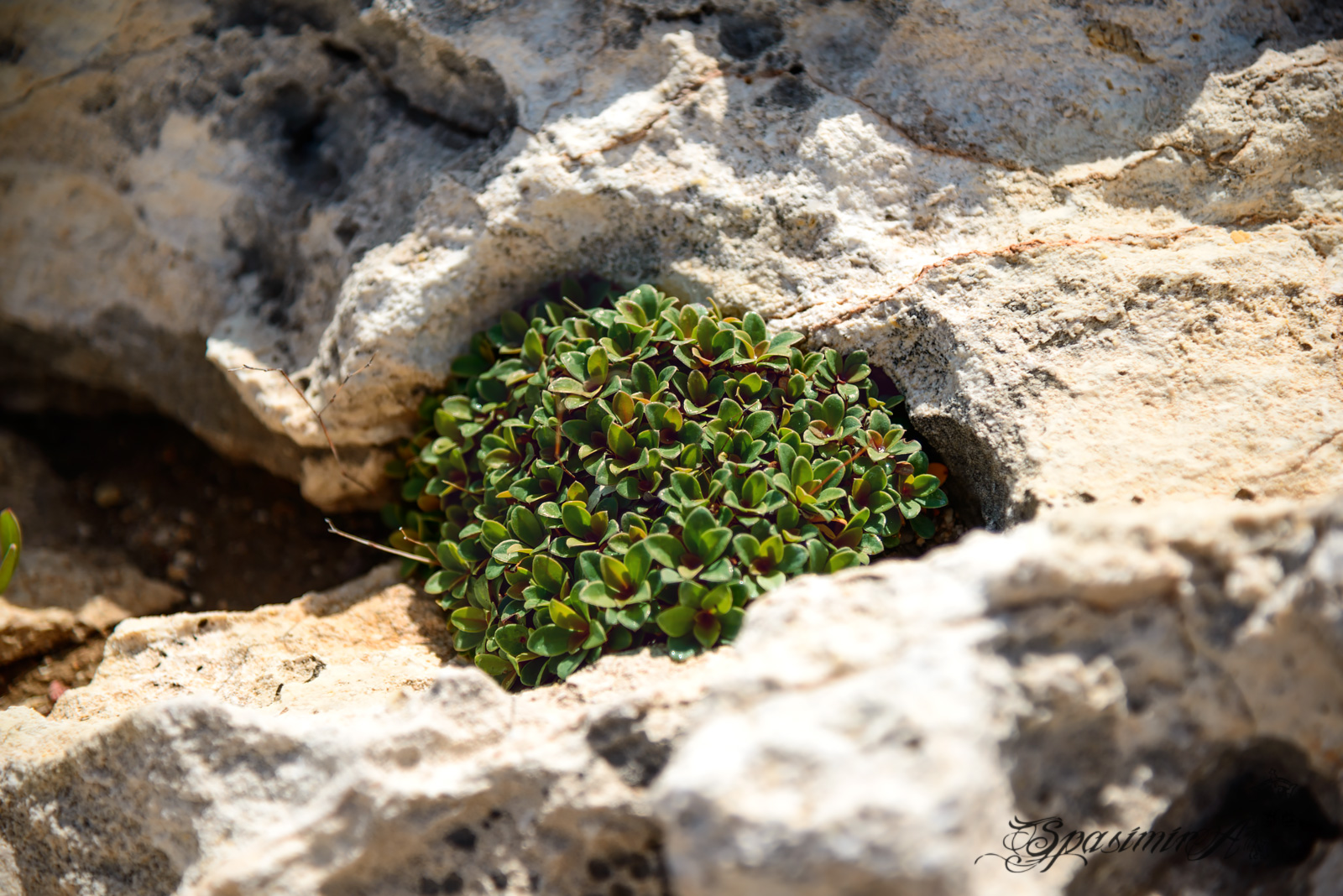 Image from WORLD album